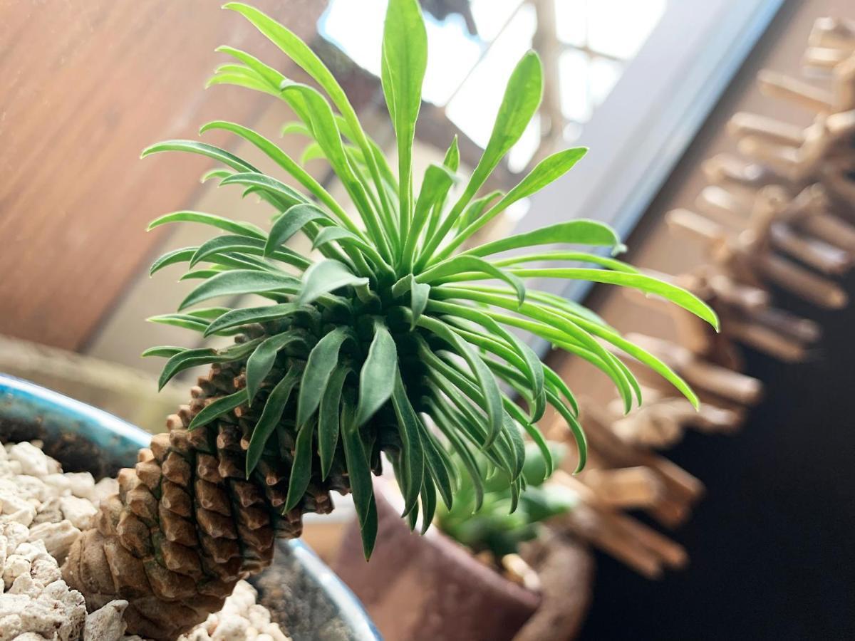 Cactus Inn / Vacation Stay 51552 ميازاكي المظهر الخارجي الصورة
